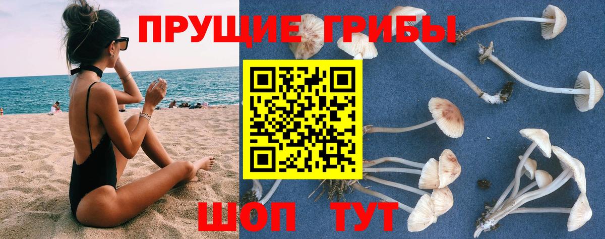 Псилоцибиновые грибы Psilocybe Барабинск